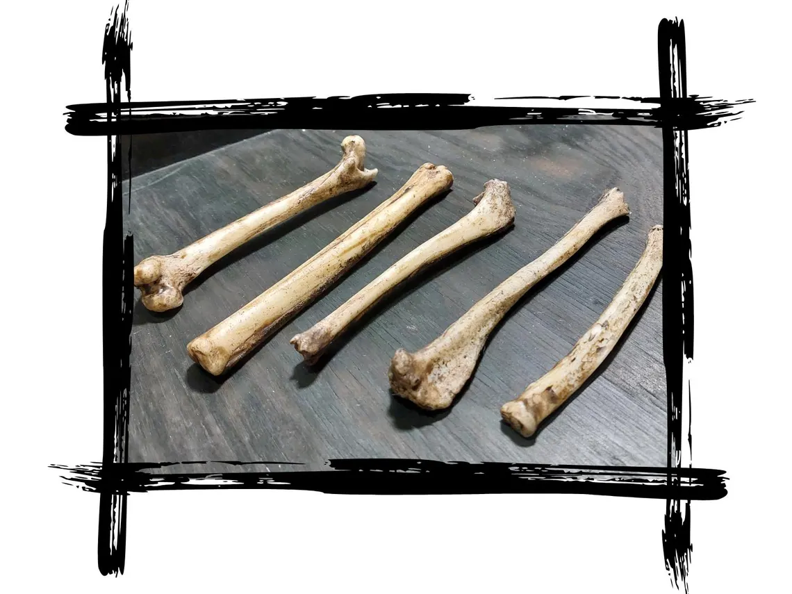Knochen (Set aus 5)