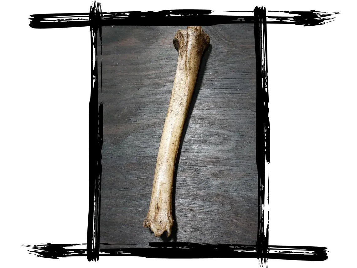 Knochen