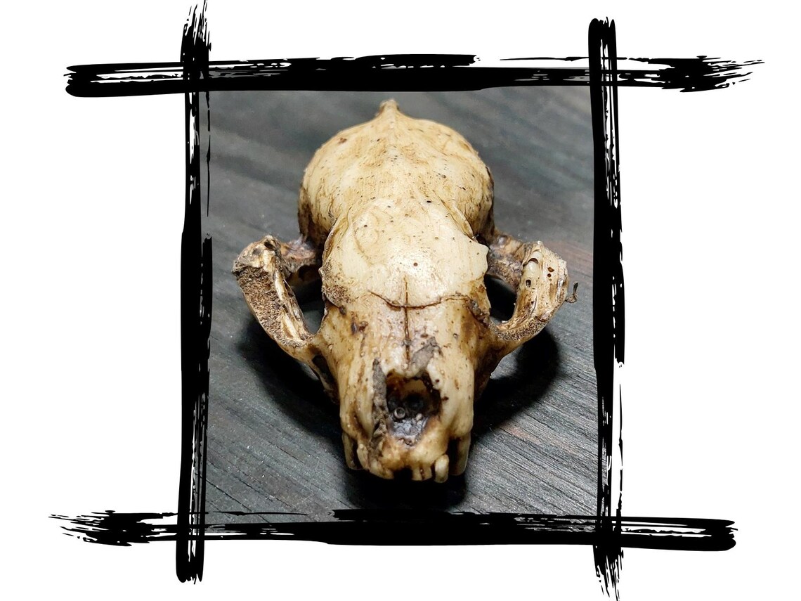 Schädel Marder