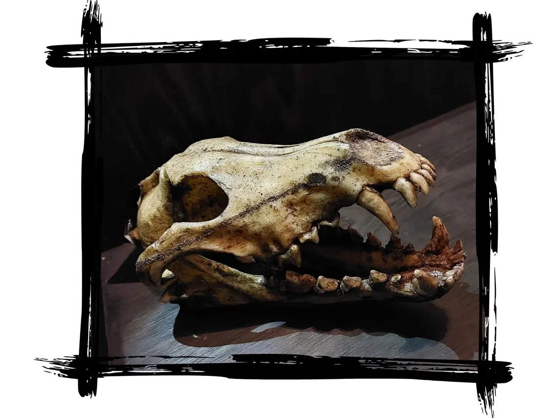 Schädel Wolf
